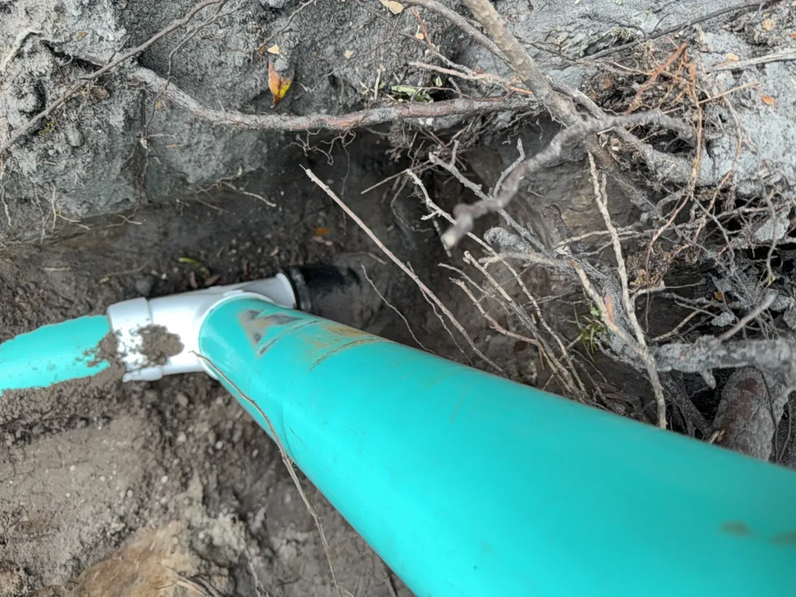 New green PVC sewer pipe and white fitting connected to existing pipe among tree roots